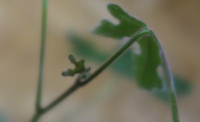 Brachychiton acerifolius - brachychiton javorolistý - rozvíjející se list